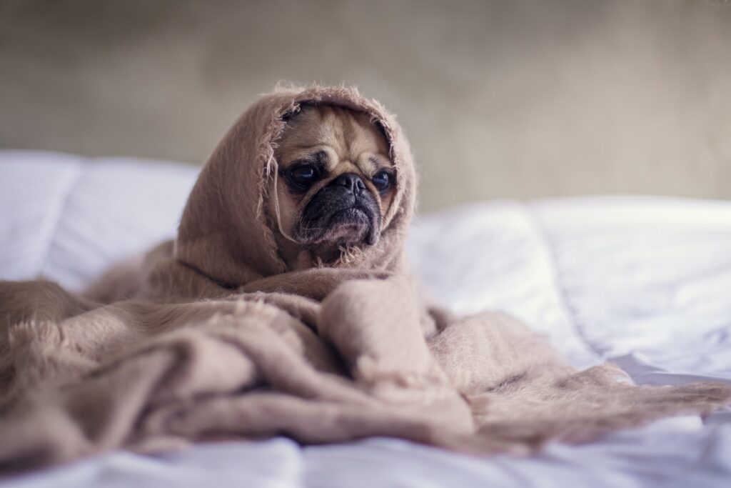 pet-booking-appointment